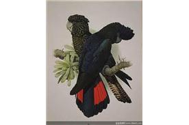 紅尾黑巴丹鳳頭鸚鵡 紅尾黑巴丹鳳頭鸚鵡