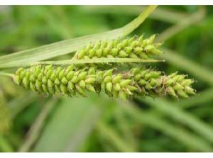 白頭山薹草 白頭山薹草