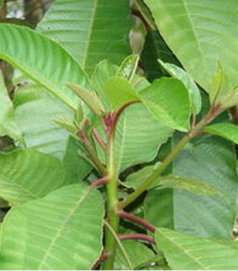 水冬瓜葉 水冬瓜葉