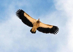 喜山兀鷲 喜山兀鷲