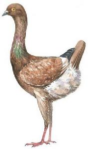 馬爾他鴿 馬爾他鴿