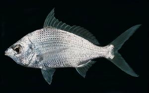 長鰭銀鱸 長鰭銀鱸