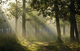 領地人生林中村落 領地人生林中村落