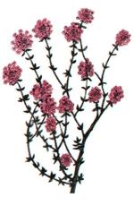 西班牙百里香 西班牙百里香