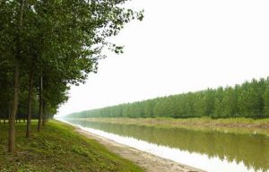 萬畝湖濱生態林 萬畝湖濱生態林