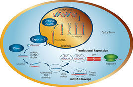 微RNA