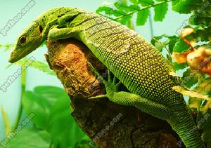 綠樹巨蜥