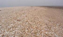 山東貝殼堤島與濕地國家級自然保護區 山東貝殼堤島與濕地國家級自然保護區