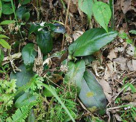 陽春耳草 陽春耳草