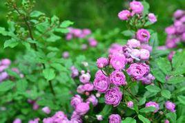 葡萄園之歌 葡萄園之歌