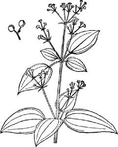 大葉茜草 大葉茜草