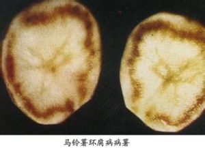 馬鈴薯環腐病菌 馬鈴薯環腐病菌