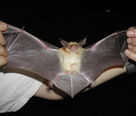 泰氏棕蝠 泰氏棕蝠