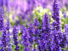 花語[用花表達的語言]