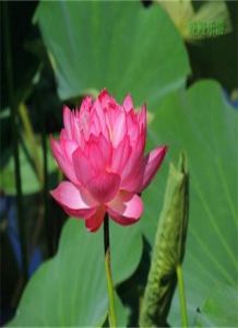 金芙蓉1號 金芙蓉1號