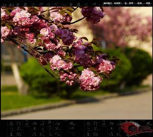 阿爾布萊特法則