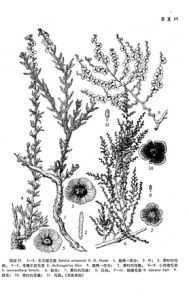 東方豬毛菜 東方豬毛菜