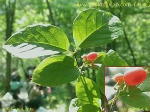 粘毛忍冬 粘毛忍冬