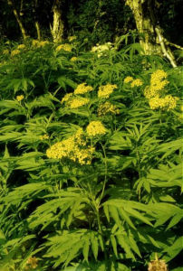 千里光族 千里光族