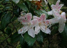 千針葉杜鵑 千針葉杜鵑