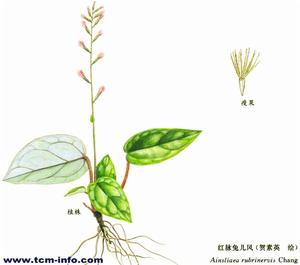 紅脈兔兒風 紅脈兔兒風