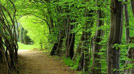 森林能源 森林能源