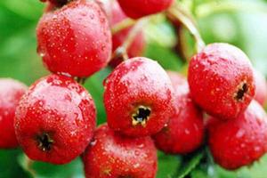 澤州紅山楂 澤州紅山楂