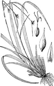 阿里山薹草 阿里山薹草