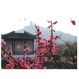 蘇州西山梅花節 蘇州西山梅花節