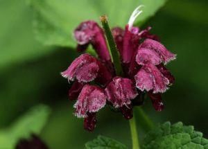 大理糙蘇(原變種) 大理糙蘇(原變種)