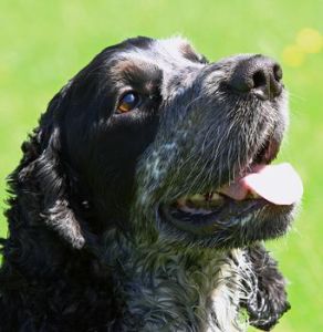 牡狗陰莖 牡狗陰莖