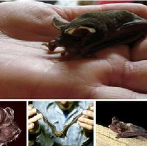 佛羅里達蓬毛蝠 佛羅里達蓬毛蝠