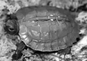 阿拉乾森林龜 阿拉乾森林龜