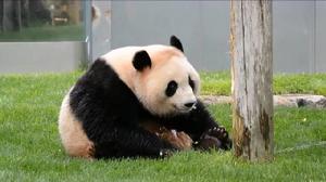 大熊貓桃浜 大熊貓桃浜