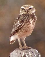 格蘭亞穴鴞 格蘭亞穴鴞