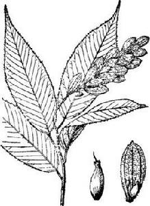 多脈鐵木 多脈鐵木