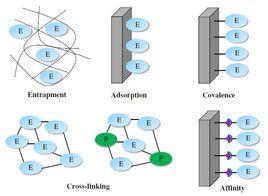酶固定化技術 酶固定化技術
