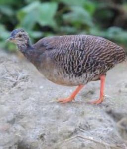 淡眉穴(共鳥) 淡眉穴(共鳥)