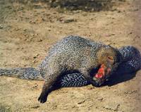 非洲獴-殺蛇者 非洲獴-殺蛇者