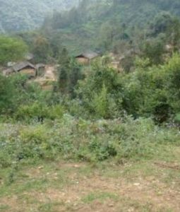 苦竹寨自然村 苦竹寨自然村