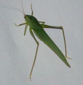 直翅總目 直翅總目