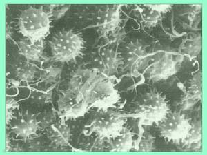 寡雄腐霉 寡雄腐霉