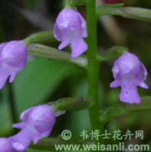 細葶無柱蘭 細葶無柱蘭