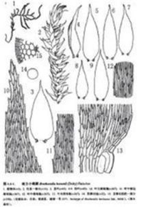 日本細疣胞蘚 日本細疣胞蘚