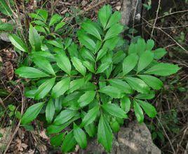 寬苞十大功勞 寬苞十大功勞