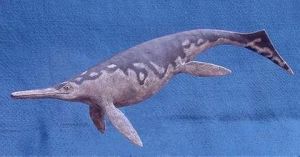 寬鰭魚龍 寬鰭魚龍