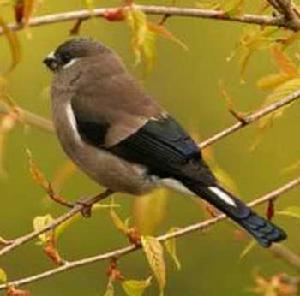 灰冠黑雀 灰冠黑雀