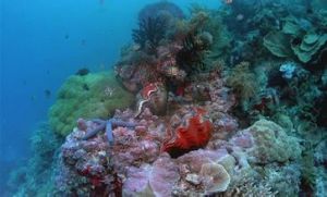 《原色深海》 《原色深海》