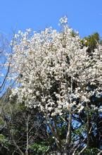 日本辛夷 日本辛夷