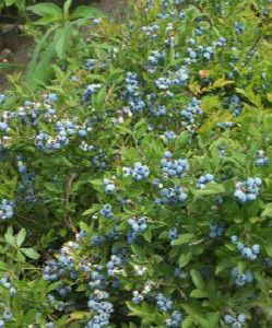 芭爾德溫藍莓 芭爾德溫藍莓